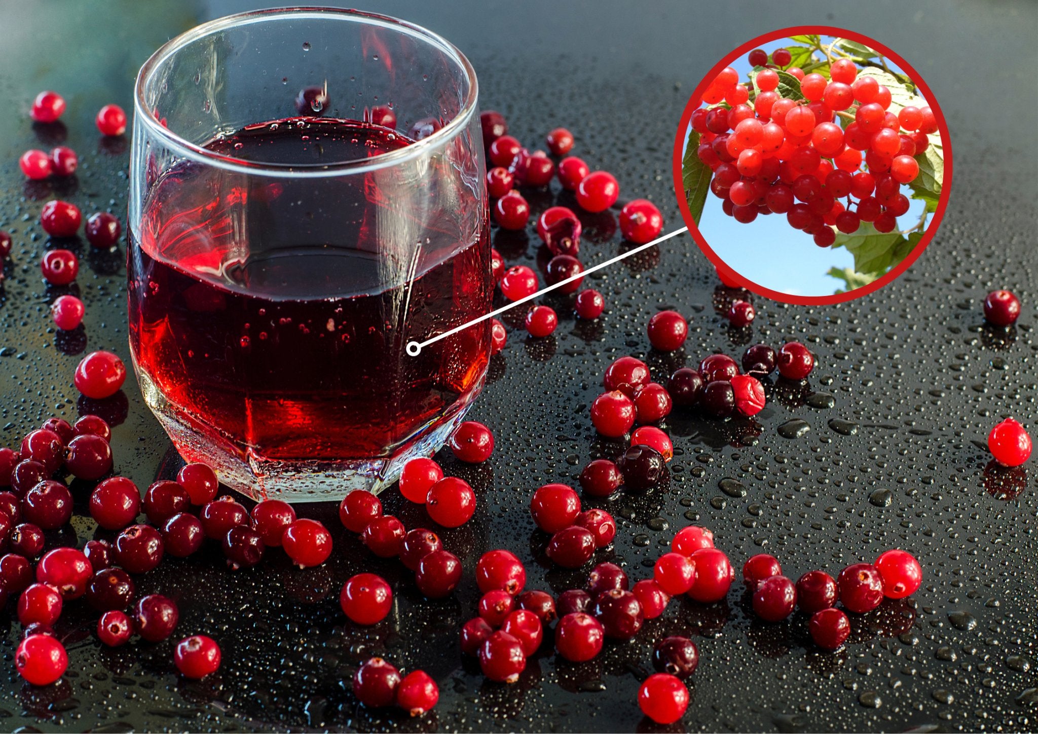 cranberry-juice-a-tasty-way-to-support-cardiovascular-health-blood